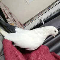 جفت دم سیاه کشیده چشم نوک سفید