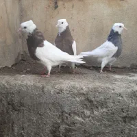 کفتر کبوتر طوقی نهاوند|پرنده|همدان, |دیوار