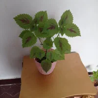 گل و گیاه خانگی واپارتمانی