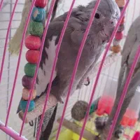 عروس هلندی|پرنده|فلاورجان, |دیوار