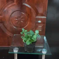 قلمه جوان و شاداب گل طبیعی|گل و گیاه طبیعی|اصفهان, طامه|دیوار