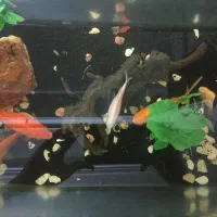 ماهی قرمز مولد