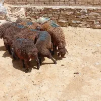 بره نر وماده