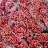 عمده داوودی و خرده بار|گل و گیاه طبیعی|شیراز, رکن‌آباد|دیوار