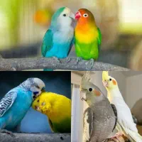 عروس هلندی  طوطی برزیلی  مرغ عشق  جوجه سرلاکی  قفس