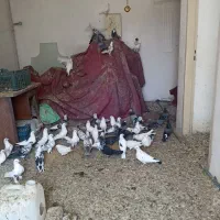 حدود40عددکبوترتهرانی همه نشون دارتیرماهی