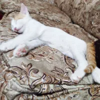 واگزاری بچه گربه