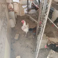 مرغ و خروس|پرنده|شیراز, باهنر|دیوار
