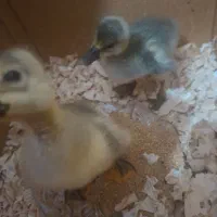 جوجه قو غاز و بوقلمون