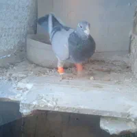 کفتر بشرط پرش