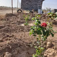 فروش ۲۵۰متر  باغ وباغچه مزرعه نو|فروش زمین و ملک کلنگی|قم, شهرک مهدیه (مدرس)|دیوار