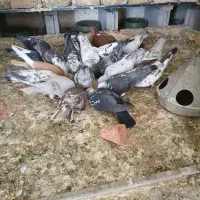 ۱۰ جفت سوسکی و سرور