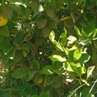 باغ|فروش زمین و ملک کلنگی|فورگ, |دیوار