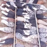 حیوان کالا نیست|حیوانات|خواف, |دیوار