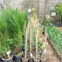 نهال میوه،مرکبات،سیاهریشه،فضاسازی|خدمات باغبانی و درختکاری|تولم شهر, |دیوار