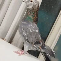 کفتر سرور کاکلی ازم رفته