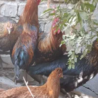 مرغ و خروس فروشی|حیوانات مزرعه|شیراز, میانرود|دیوار