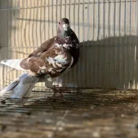 کفتر پلنگ سرخ نر