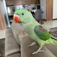 شاه طوطی سبز