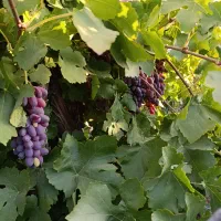 انگور  سیاه  ریش بابا