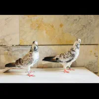 کاسنی