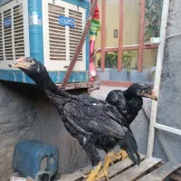 نیمچه خروس لاری اصیل
