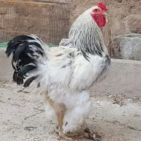 خروس برهما اصل