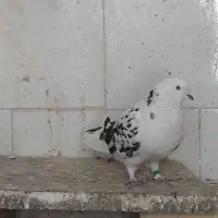 با سلام