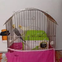 یک جفت عروس هلندی مولد سخنگو