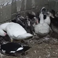 فروش تعدادی اردک اسرائیلی و غاز|حیوانات مزرعه|کلاچای, |دیوار