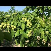 گردو از شما چیدن وجمع اوری ازما