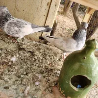 جفت سینه سبز نروماده|پرنده|شیراز, بازار|دیوار