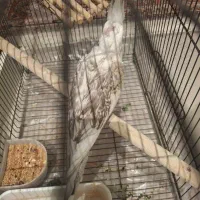 عروس هلندی ماده
