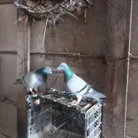 کبوتر پلاکی