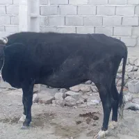 گاو هیکلی خارجی شیری فروش فوری|حیوانات مزرعه|دامن, |دیوار