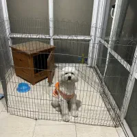 سگ نژاد شیتزو تریر نر