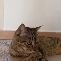 گربه