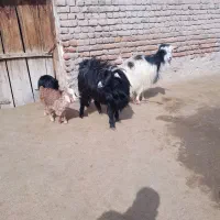 بز بفروش میرسد