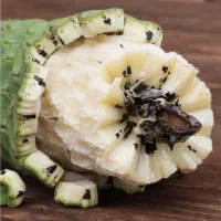 میوه هیولا (مانستر فروت)