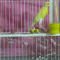 قناری ۹ تا نر شلاغی ۳ تا ماده. رسمی بلند. فر.کاکلی|پرنده|مشهد, شهرک امام سجاد|دیوار