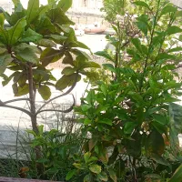 نهال.. گارم زندگی و نارنج و کنار