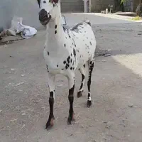 صلاله گلتوپی|حیوانات مزرعه|میناب, |دیوار