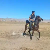 مادیان سواریدار