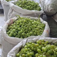 غوره دشمن زیاری رسید