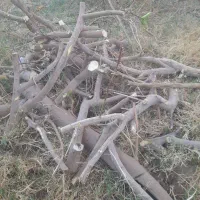 چوب پرتقال برای زغال خیلی خوبه|گل و گیاه طبیعی|گنبکی, |دیوار