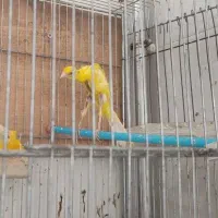 قناری جیبوس اول بخون بعد