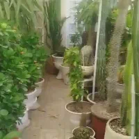 گل و گیاه|گل و گیاه طبیعی|کازرون, |دیوار