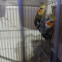 دو تا عروس هلندی نر