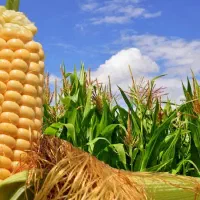 ذرت علوفه ای چاپر