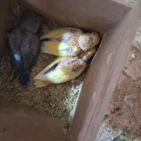 طوطی برزیلی